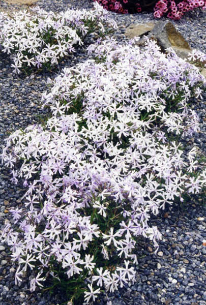 Phlox bifida photo